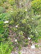 Cistus ladanifer - University of California Botanical Garden - DSC08906.JPG