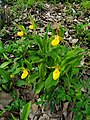 Cypripedium parviflorum