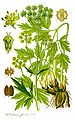 Levisticum officinale Illustration in: Otto Wilhelm Thomé: "Flora von Deutschland, Österreich und der Schweiz", Gera (1885)