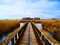 Tablas de Daimiel