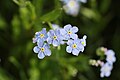 Myosotis palustris