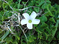 Oxalis incarnata