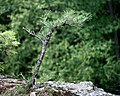 Tree, Pinnacle Rock, Connecticut