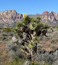 Yucca brevifolia