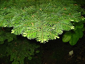 Foliage, Arboretum in PAN Botanical Garden in Warsaw