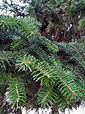 Thumbnail for File:Abies x masjoannis Ramas.jpg