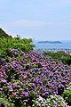 Katahara Onsen(Hydrangea Park) / 形原温泉（あじさいの里）