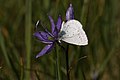 Celastrina ladon