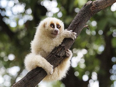 Javan slow loris (Nycticebus javanicus)