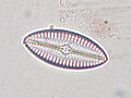 Diploneis elliptica