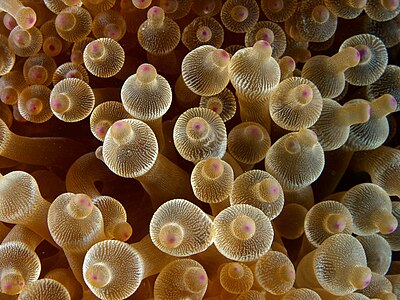 Entacmaea quadricolor (Bubble-tip Anemone)