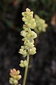 Heuchera cylindrica