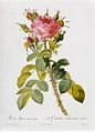 Rosa bifera macrocarpa, 1811