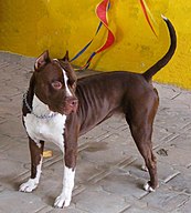 American Pit Bull Terrier