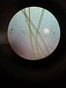 Spirogyra (microscope observation).jpg