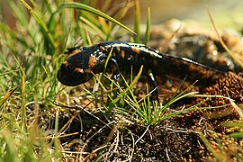 Summer is coming - Se acerca el Verano (Salamandra salamandra under assault) (7655566054).jpg