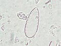 Surirella minuta