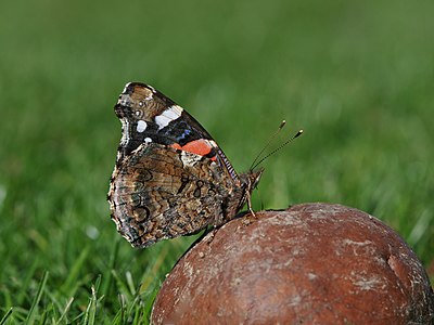 Vanessa atalanta (Red Admiral)