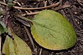 Antennaria racemosa