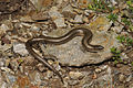 Chalcides striatus