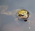 Frog in the BG of Bochum, Germany