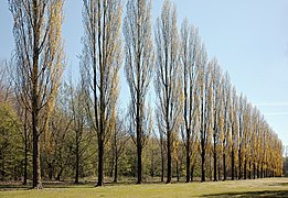 Bondues parc vert bois allee peupliers.jpg