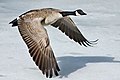 Category:Branta canadensis in flight