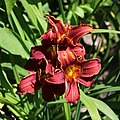 * Nomination Red daylily, the goup of small flowers -- George Chernilevsky 22:12, 12 July 2021 (UTC) * Promotion  Support Good quality -- Johann Jaritz 03:58, 13 July 2021 (UTC)