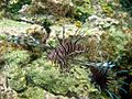 Lion Fish (Pterois volitans)