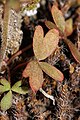 Lithophragma glabrum