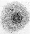 Monosiga ovata TEM image of flagellar base