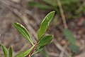 Penstemon fruticosus