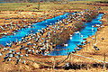 English: Common cranes (Grus grus), the provincial animal and provincial bird of Västergötland, at Hornborgasjön. Svenska: Västergötlands landskapsdjur och landskapsfågel tranan samlas i stora mängder vid Hornborgasjön om vårarna.