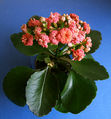 Kalanchoe blossfeldiana (Flaming Katy)