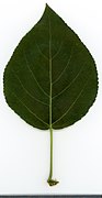 2020 year. Herbarium. Populus. img-028.jpg