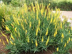 Aloe tenuior var tenuior - South Africa 10.JPG