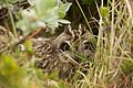 Bird incubating on nest, Iceland