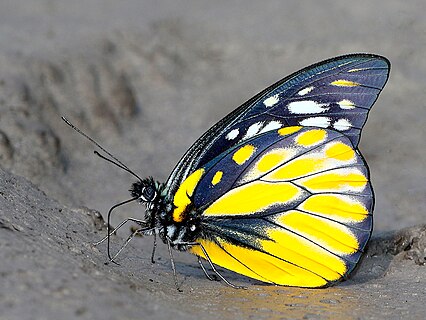 Close wing mud-puddling position of Prioneris thestylis (Doubleday, 1842) - Spotted Sawtooth.