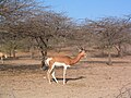 Dama Gazelle at Guembeul Reserve