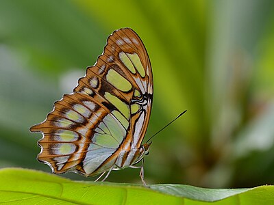 Siproeta stelenes (Malachite)