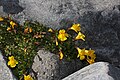 Mimulus tilingii