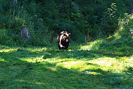 1 000e fichier : un ours \o/