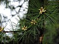 Foliage and pollen cones, Big Bear Lake, WV, USA