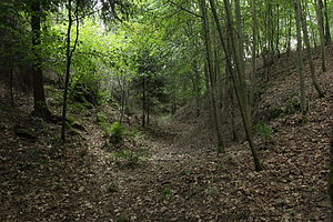 Burgstall Ramberg - Blick in den südlichen Bereich des Ringgrabens (Juli 2013)