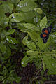 Butterfly @ Cahal Pech, San Ignacio, Belize