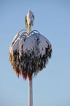 Tree with snow