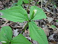 Trillium bud