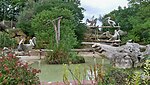 Pelecanus rufescens (at Amneville's Zoo)