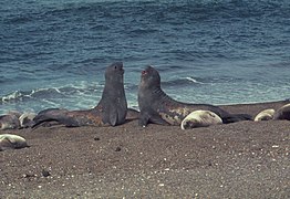 Two southern elephant seals confronting each other - DPLA - d73dc1cf47177c7d457f2af4a1ea67ec.jpg