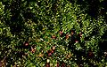 Vaccinium macrocarpon (American Cranberry)